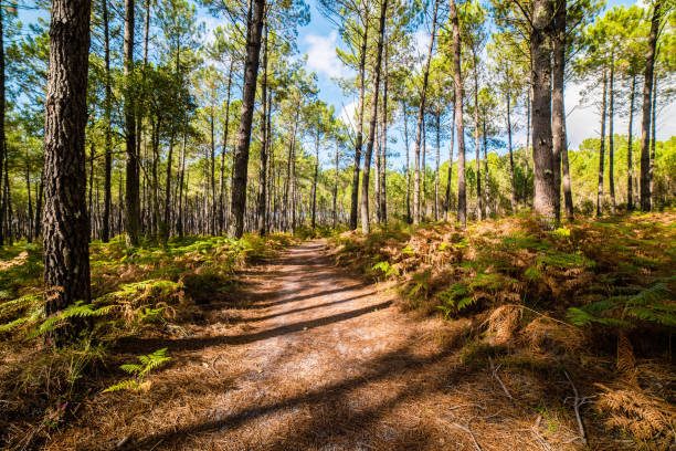Un sentier de sable entre les grands pins et les fougères, sous le soleil